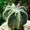 Aztekium _hintonii_ 04